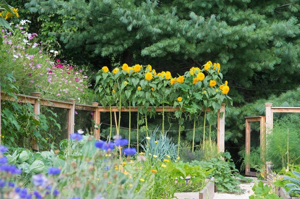 На фото: солнечный, весенний участок и сад среднего размера на заднем дворе в стиле рустика с хорошей освещенностью и покрытием из гравия