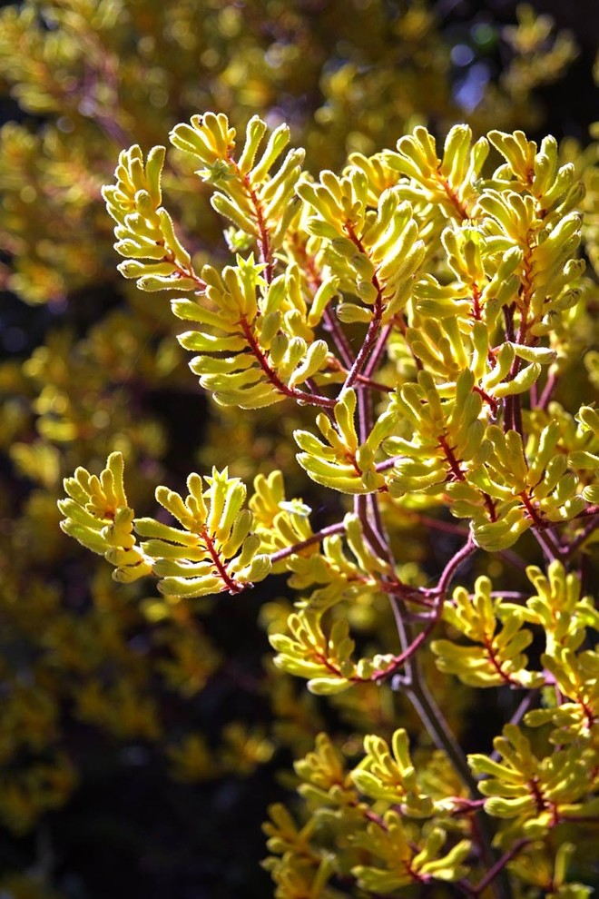 Hope Ranch Estate, Terra Bella Mediterranean Landscape Santa Barbara by Holly Lepere