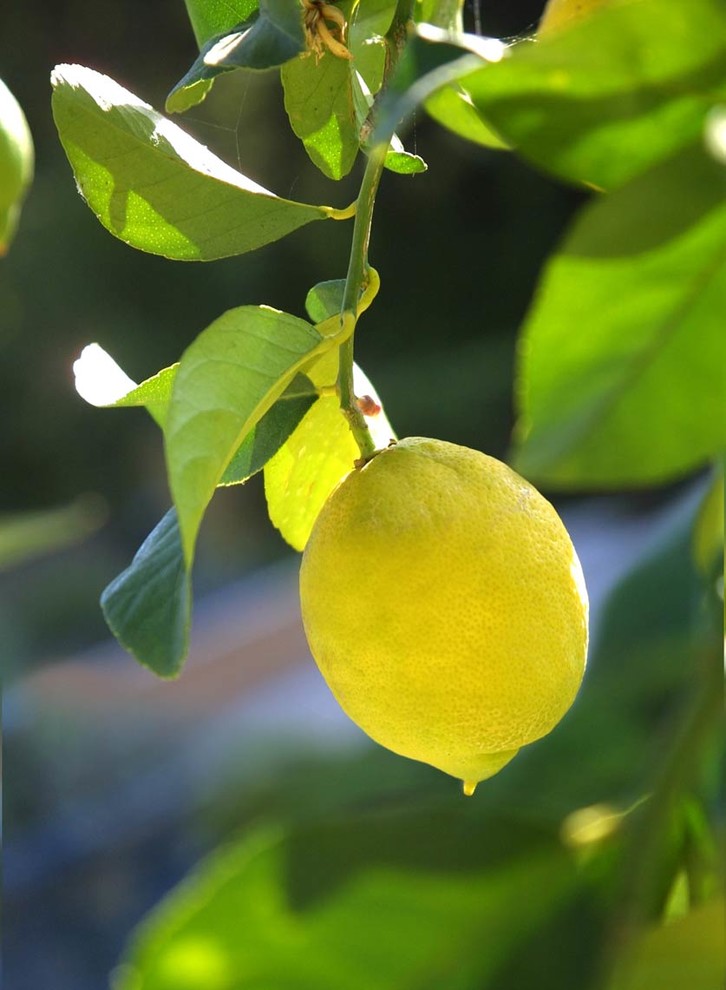 Hope Ranch Estate, Terra Bella Mediterranean Garden Santa Barbara by Holly Lepere