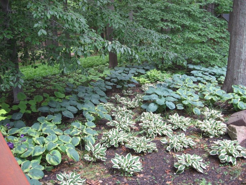 Hosta Shade Garden - Traditional - Landscape - Philadelphia - by Stone ...