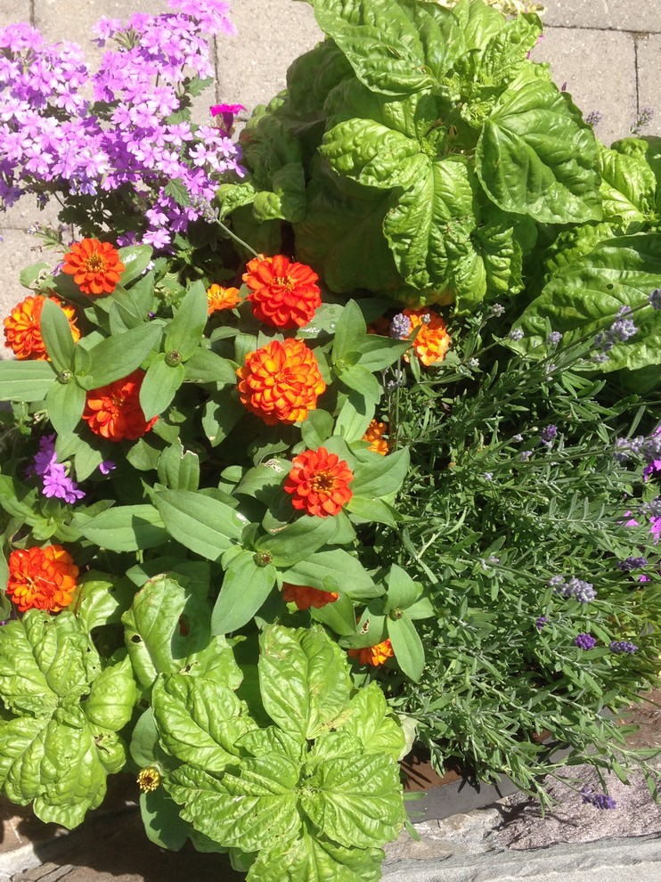 На фото: солнечный, летний участок и сад среднего размера на заднем дворе в стиле фьюжн с растениями в контейнерах и хорошей освещенностью с