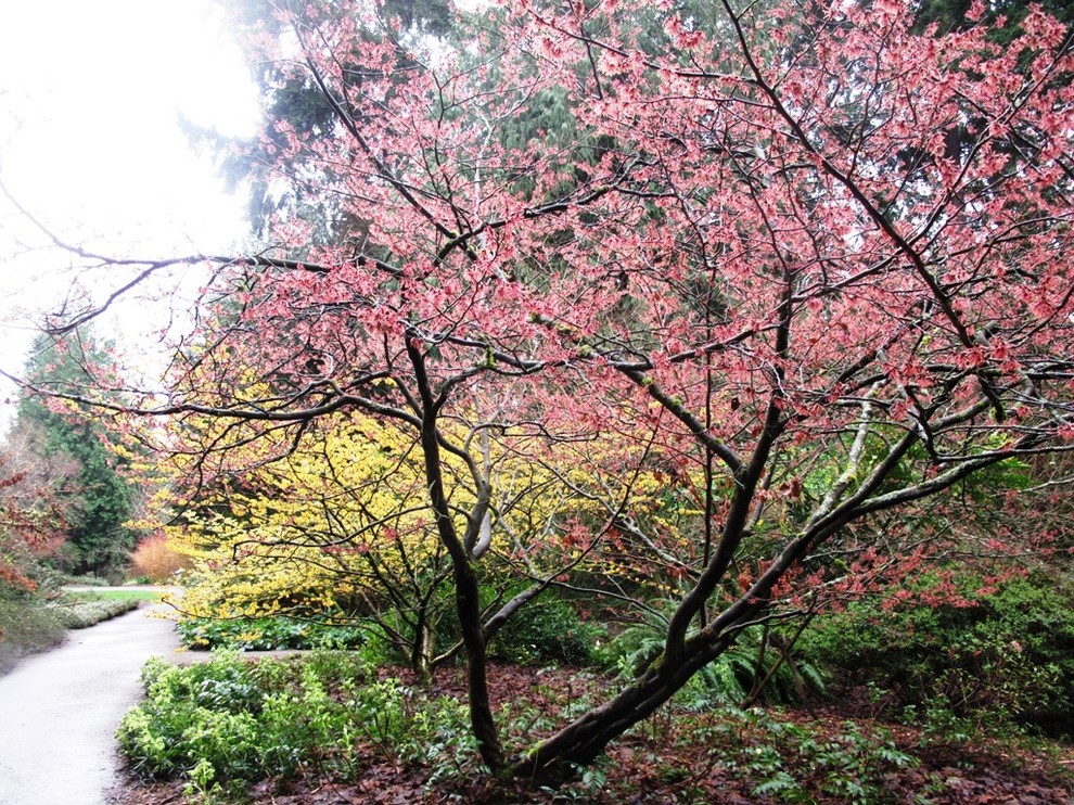 Photo of a garden in Seattle.