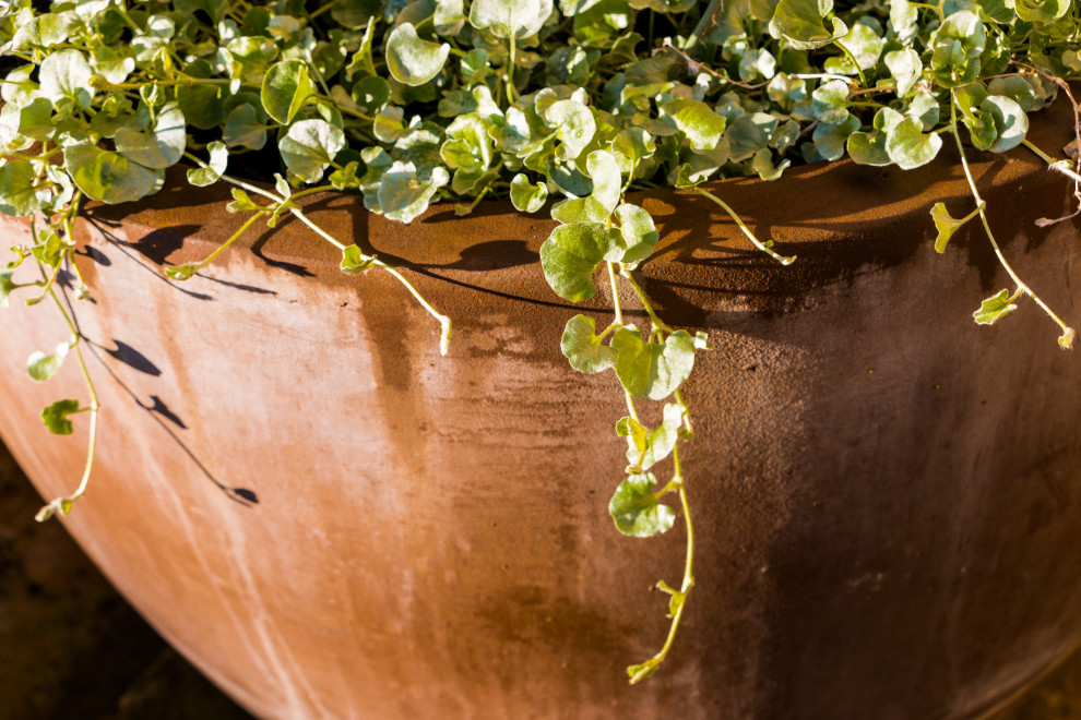 Foto di un giardino xeriscape contemporaneo esposto a mezz'ombra di medie dimensioni e dietro casa in estate con un giardino in vaso e pacciame