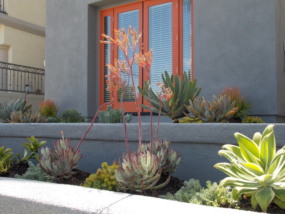 Photo of a nautical front xeriscape full sun garden for spring in Orange County.
