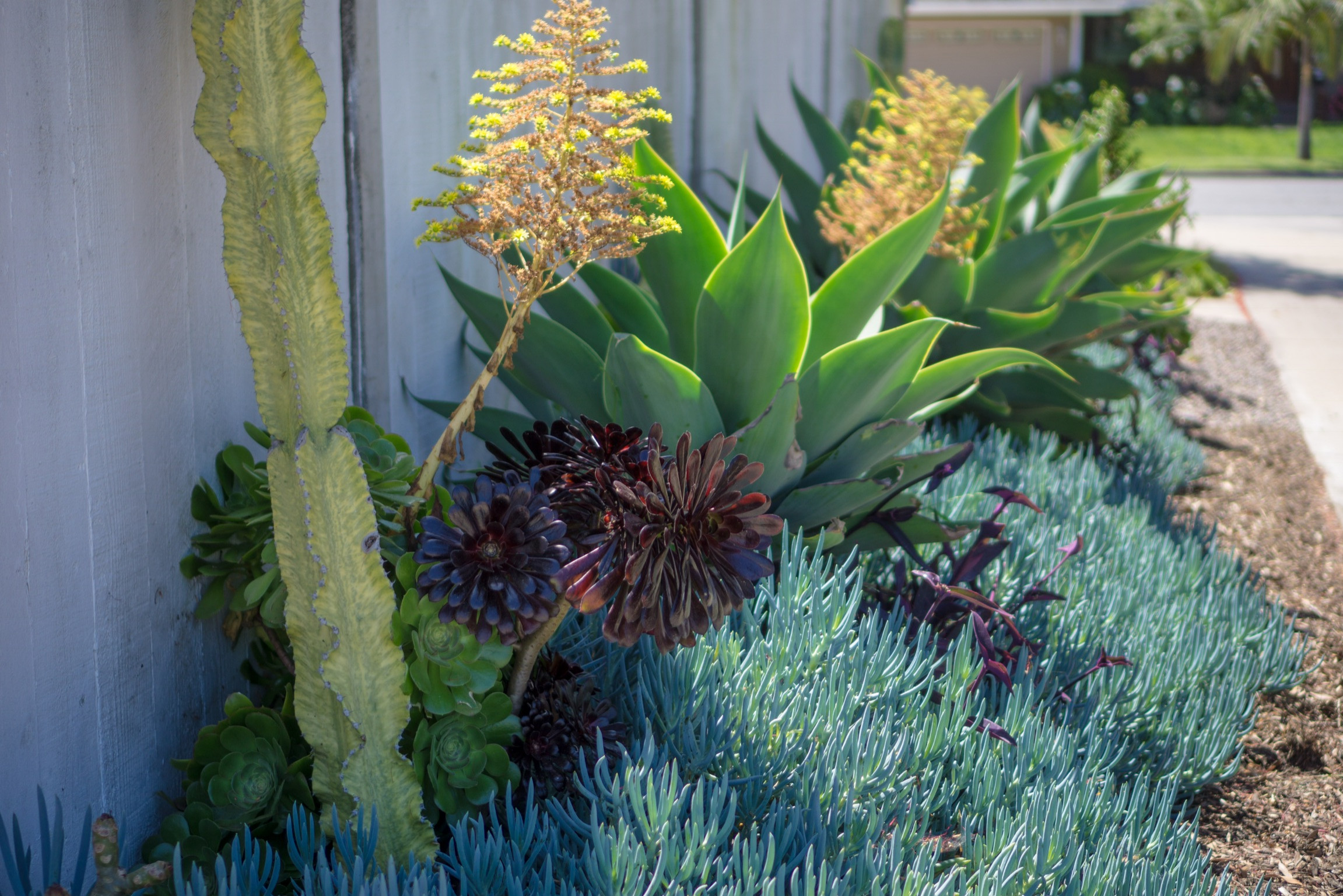 75 Transitional Turquoise Landscaping Ideas You'll Love - October, 2022 |  Houzz