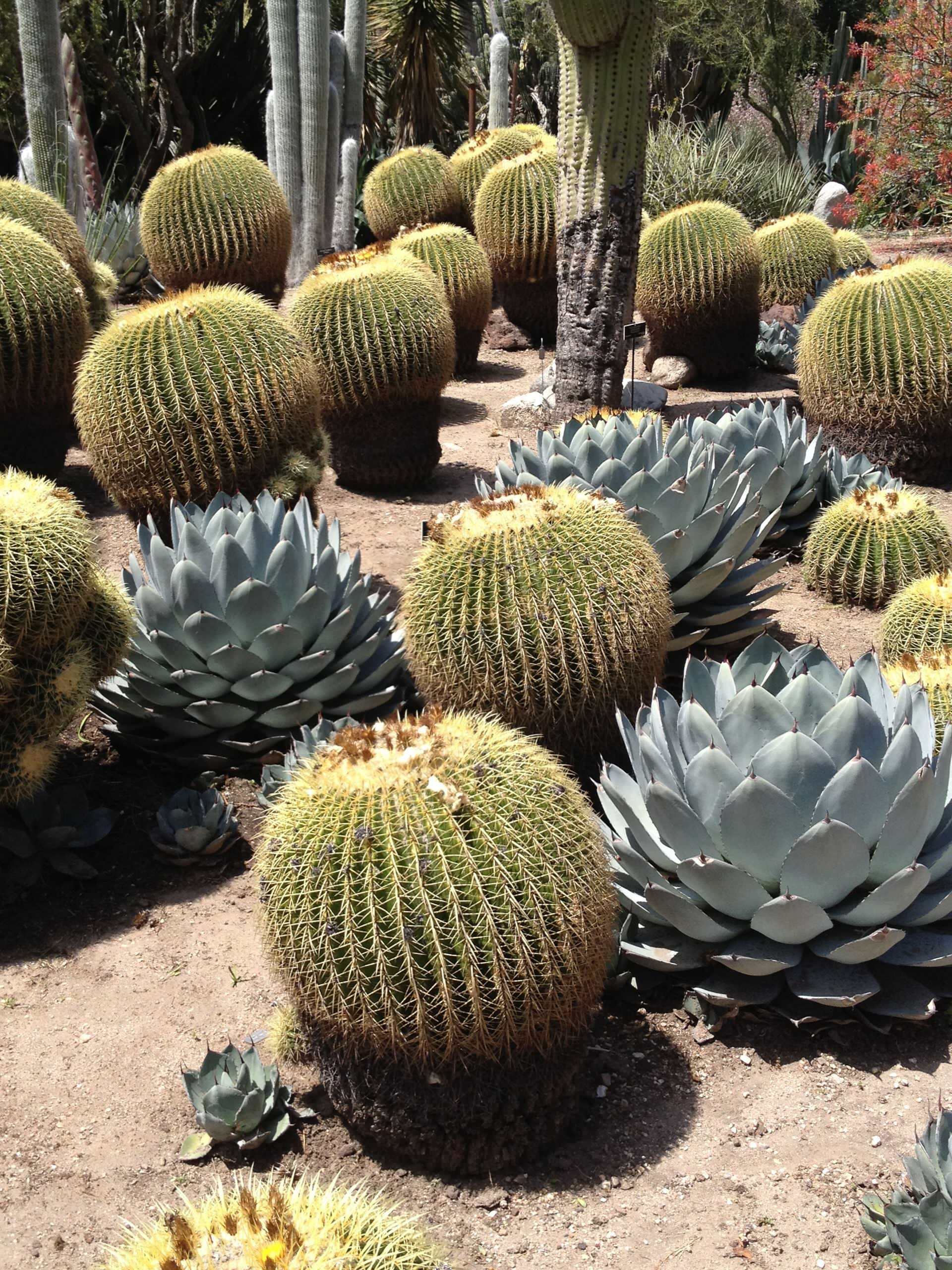 アガベ Agave parryi 'Desert Delight' 117 Agave Parryi Seeds - Cactus Kingdom