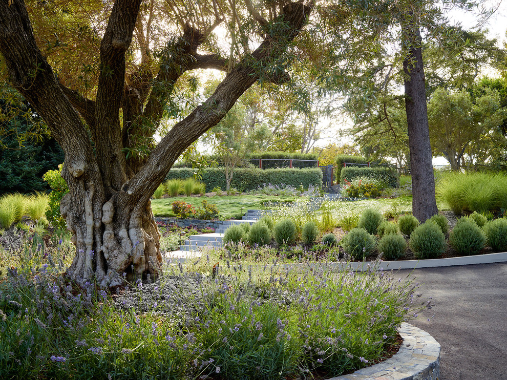 Design ideas for a large modern front driveway garden in San Francisco with a potted garden.
