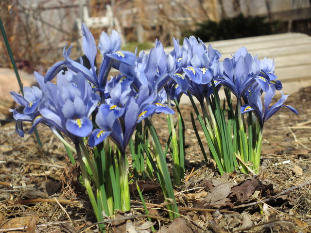 6 Splendid Blue Flowering Bulbs