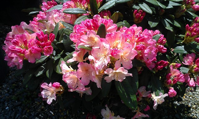 Rododendro: Splendidi Fiori, Poche Attenzioni