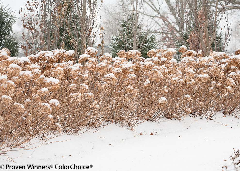 グランドラピッズにある中くらいな、冬のカントリー風のおしゃれな裏庭 (日向) の写真