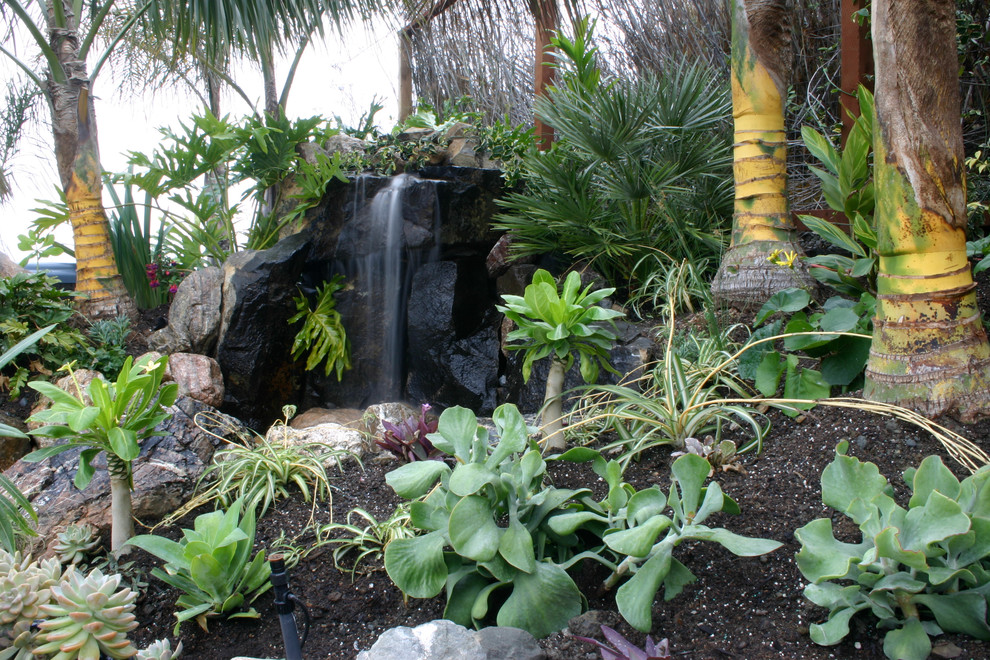 Design ideas for a tropical landscaping in San Francisco.