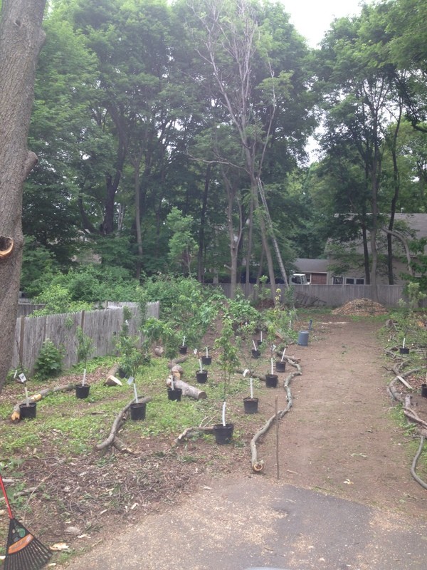 Immagine di un orto in giardino minimalista esposto a mezz'ombra di medie dimensioni e dietro casa in estate con pacciame