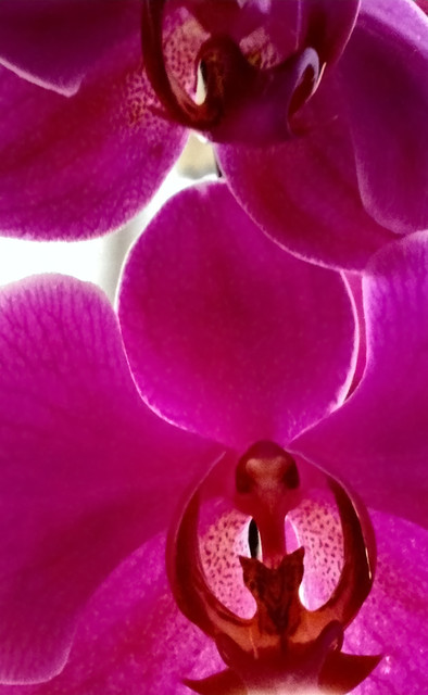 Phalaenopsis + Cache pot : Orchidées Botanic® maison - botanic®