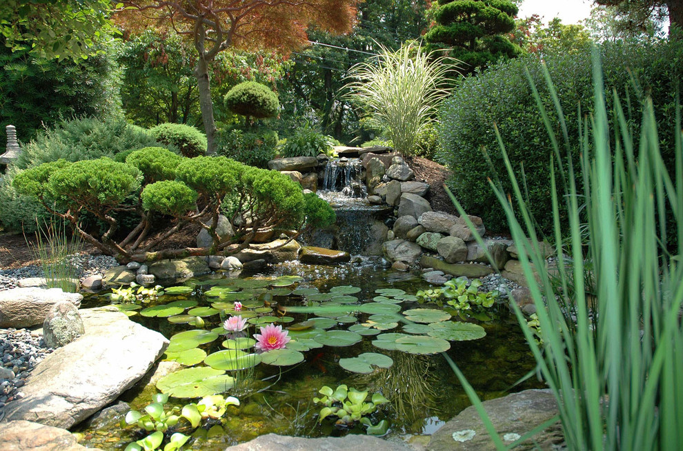 Asiatischer Garten mit Koiteich in Washington, D.C.