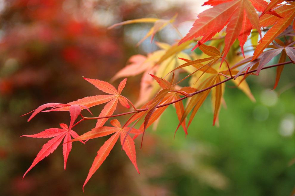 Ispirazione per un giardino esposto a mezz'ombra in autunno