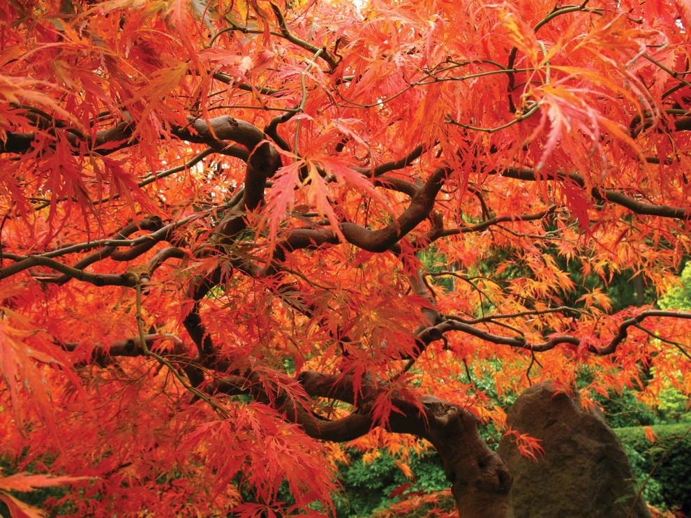 Immagine di un giardino esposto a mezz'ombra in autunno