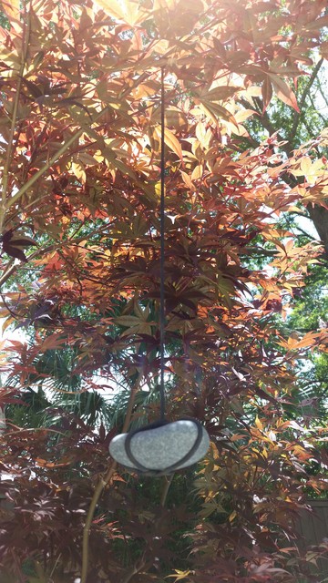 Japanese tree weights Shaping technique Asian Garden Jacksonville by KAPPLE Landscape Design Houzz IE