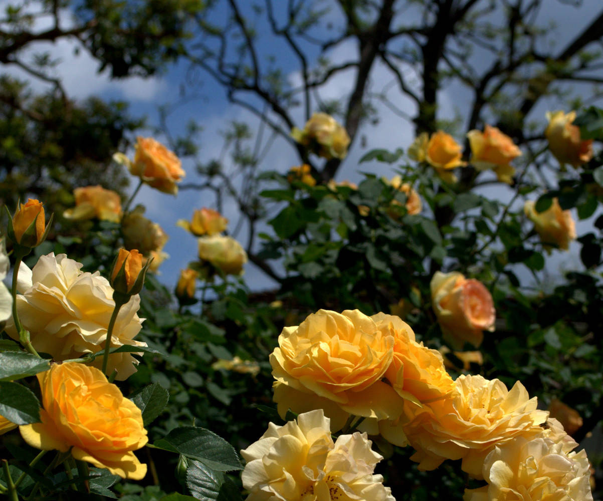 Особенности выращивания роз: 5 основных ошибок при посадке и уходе за розами,которых лучше избежать