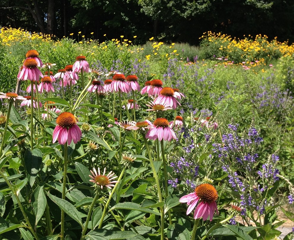 Geräumiger Rustikaler Vorgarten im Sommer mit direkter Sonneneinstrahlung in Burlington