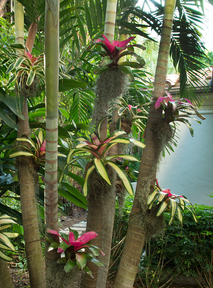 Foto di un grande giardino tropicale in ombra dietro casa