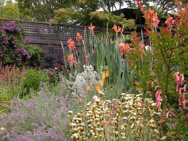 Kentfield mixed border planting in sun - Contemporain - Jardin - San  Francisco - par Avant Garden | Houzz