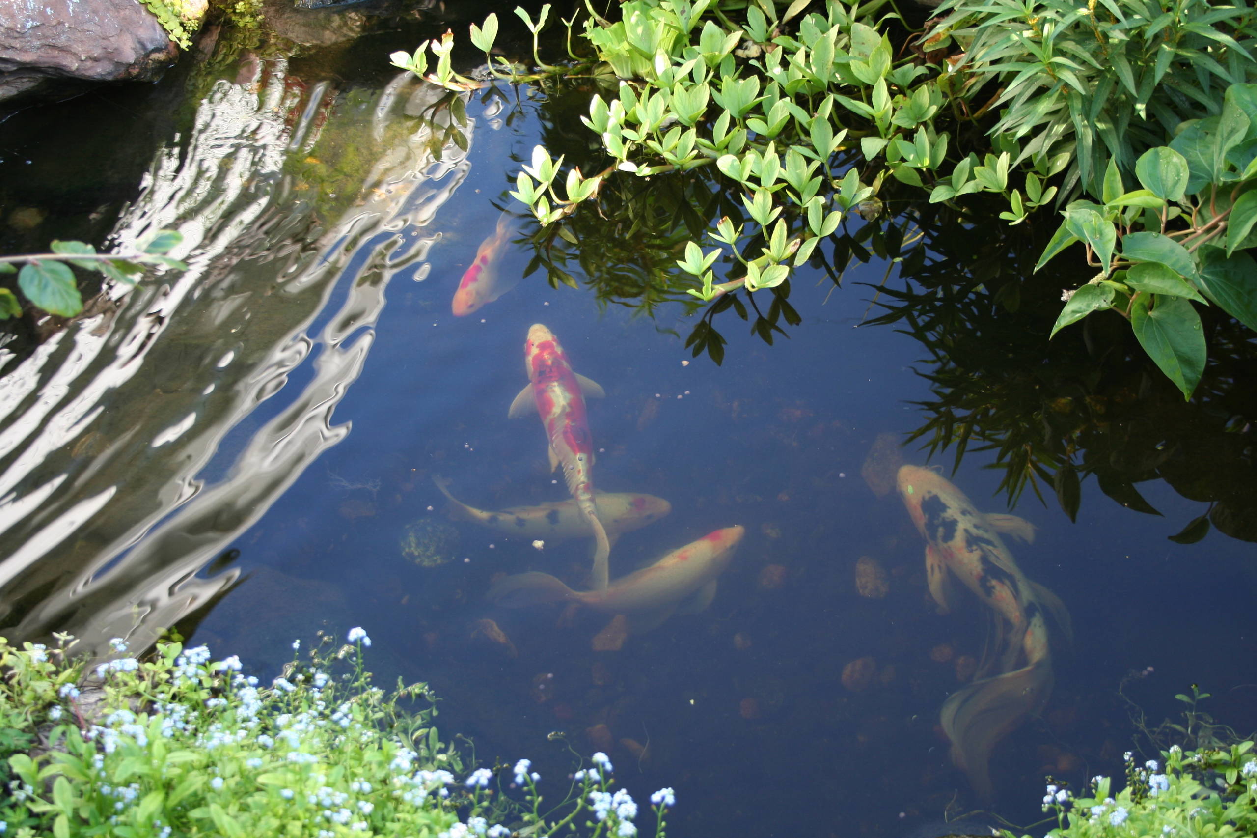 Laghetto Preformato Da Giardino 1000L - Vasca Per Pesci, Ninfee E Tartarughe 235x140x60cm - Foto 6