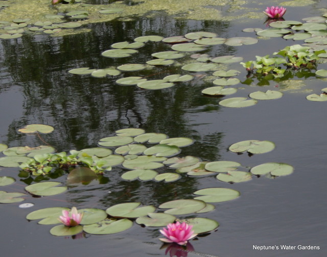 Koi Ponds and Water Gardens Rustic Garden Omaha by Neptune's