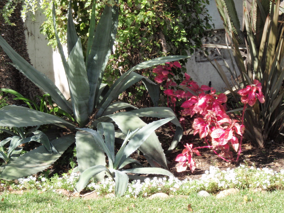 Идея дизайна: засухоустойчивый сад среднего размера на переднем дворе в современном стиле с клумбами и полуденной тенью