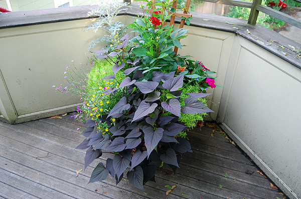 Ispirazione per un piccolo giardino formale tradizionale dietro casa con un giardino in vaso