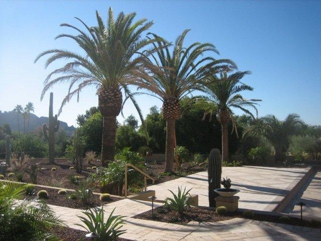 Foto di un grande giardino xeriscape american style esposto in pieno sole dietro casa in estate con pavimentazioni in pietra naturale