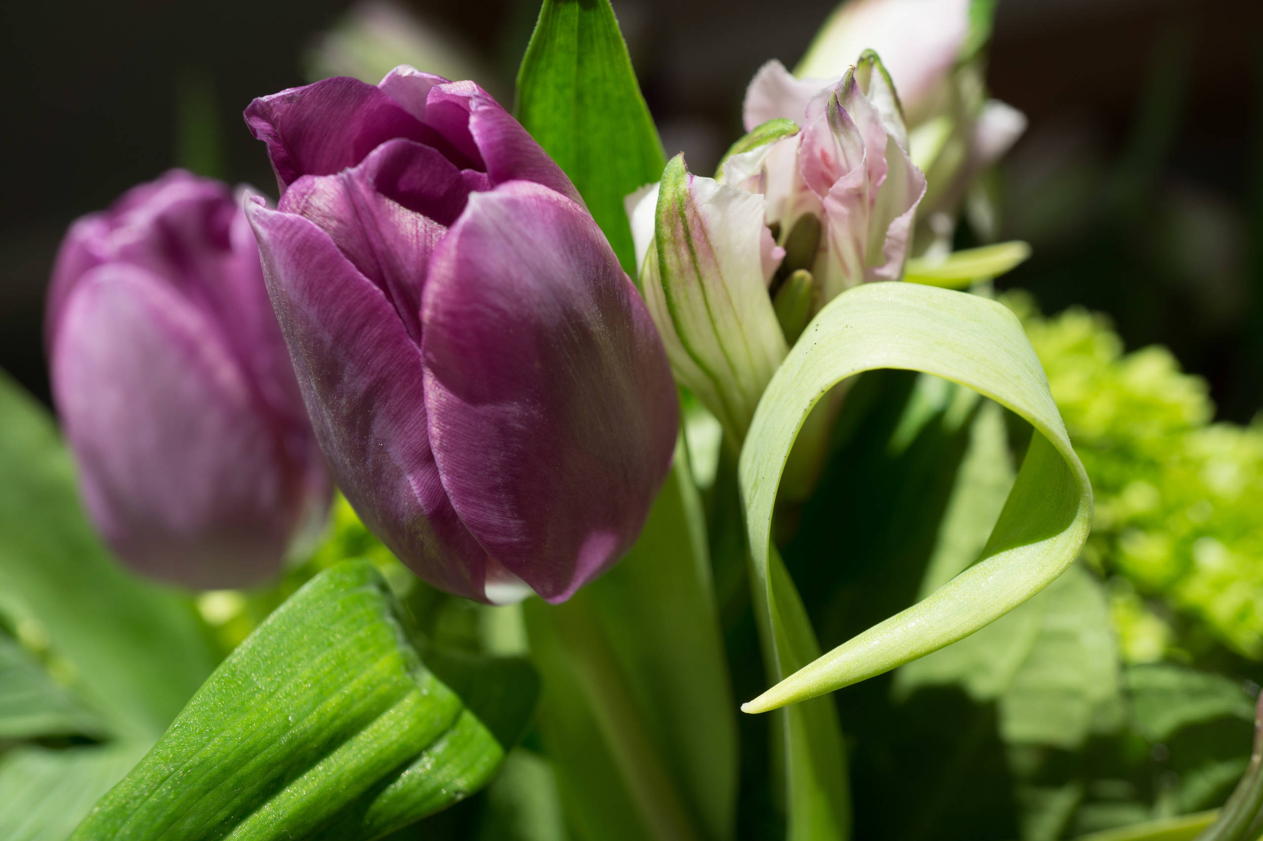 Многодетная мама из Благовещенска выращивает тысячи тюльпанов