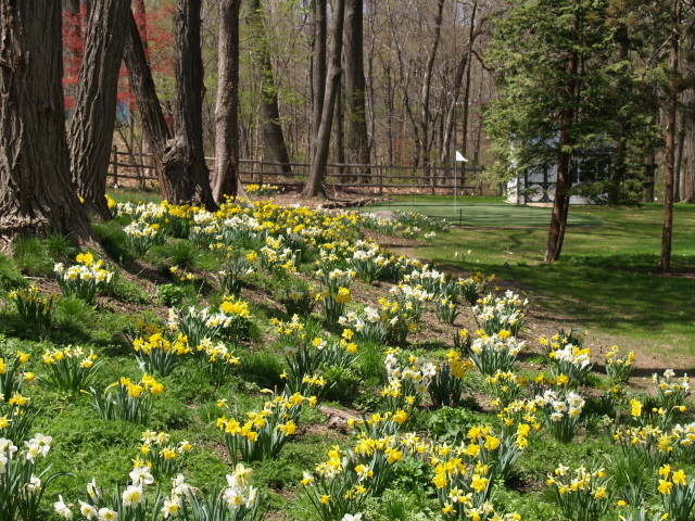 Foto di un grande giardino formale tradizionale esposto in pieno sole dietro casa in primavera