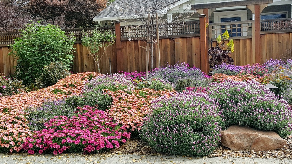 サンフランシスコにあるお手頃価格の小さな、春のトラディショナルスタイルのおしゃれな前庭 (ゼリスケープ、日向) の写真