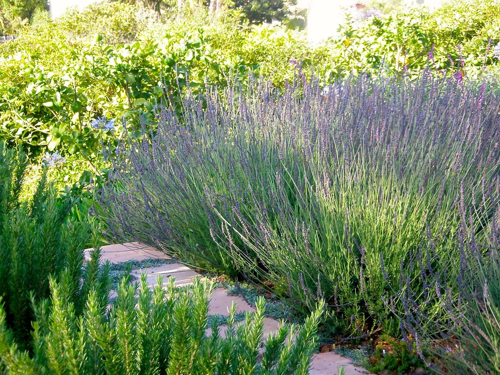 Exempel på en liten medelhavsstil trädgård i delvis sol i slänt på sommaren, med en trädgårdsgång och marksten i tegel