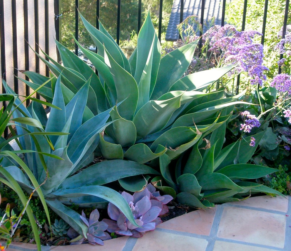 Kleiner, Halbschattiger Mediterraner Garten im Innenhof im Sommer mit Pflastersteinen in Santa Barbara