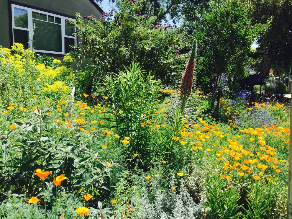 Стильный дизайн: солнечный засухоустойчивый сад среднего размера на переднем дворе в стиле модернизм с хорошей освещенностью - последний тренд