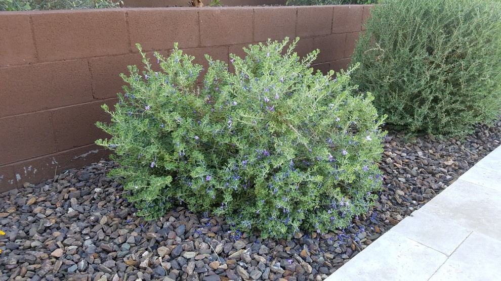 Design ideas for a transitional landscaping in Phoenix.