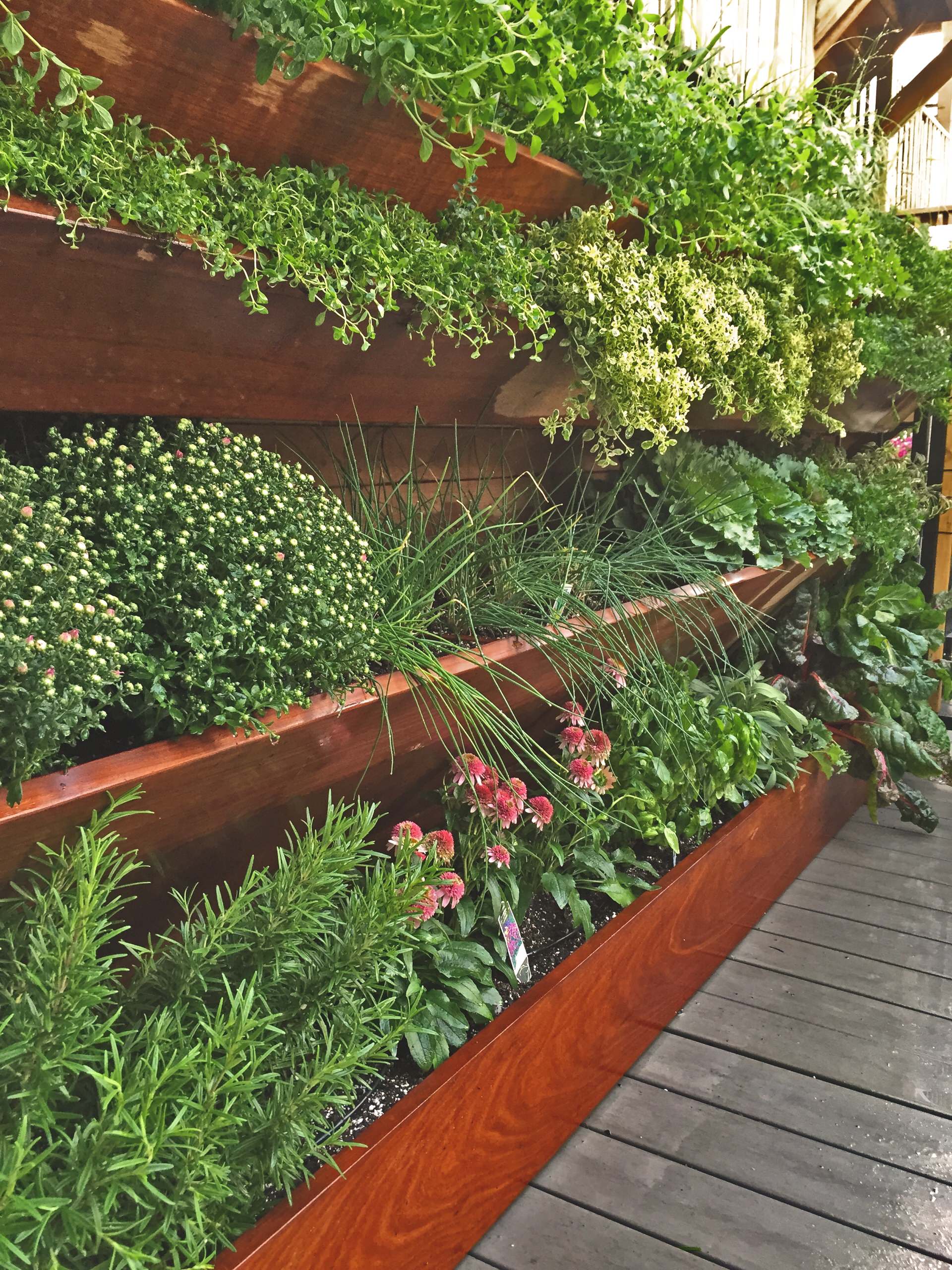 Гидропоника на изоляции: как превратить балкон в огород и мини-парк