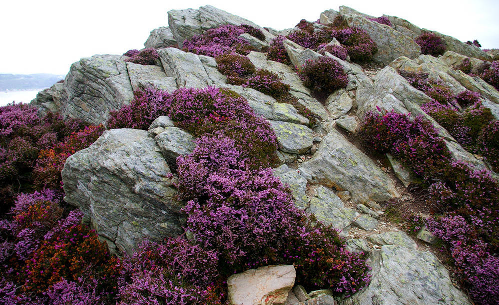 Растения для альпийской горки: фото и названия