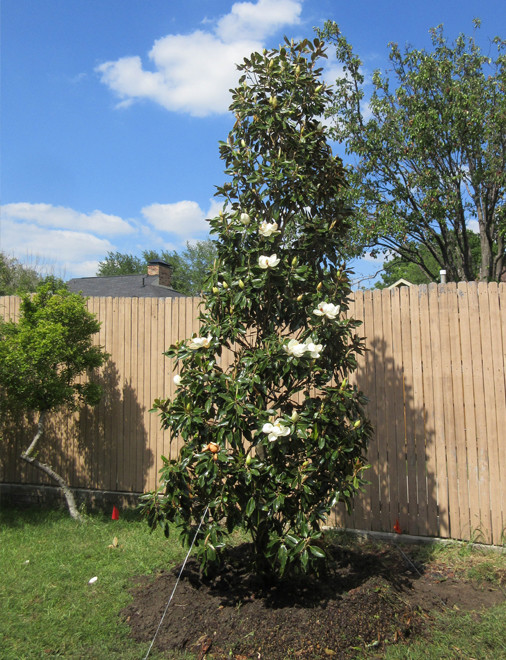Little Gem Magnolia Landscape Dallas by Treeland Nursery Houzz