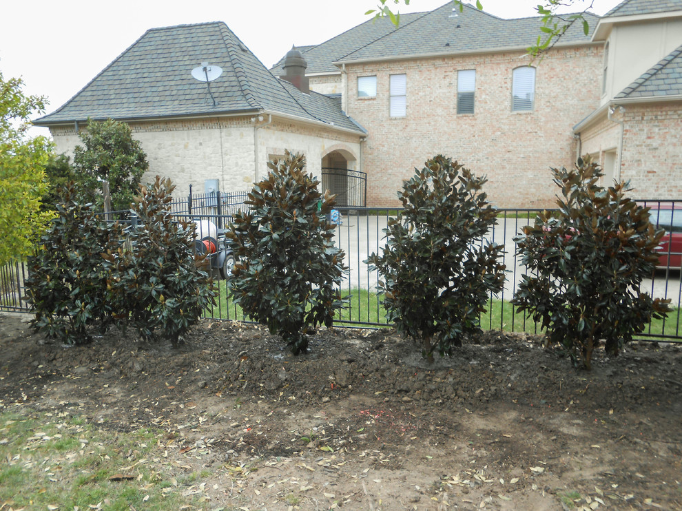 LIttle Gem Magnolias along fence Traditional Landscape Dallas
