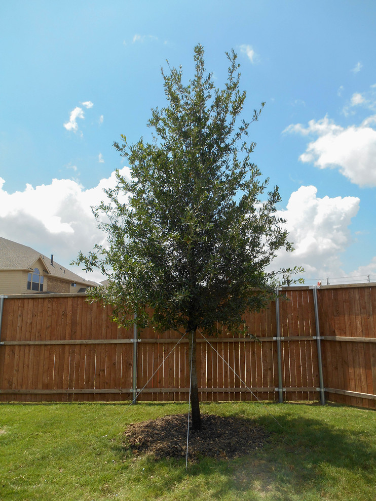 Live Oak tree planted in backyard Transitional Landscape Dallas