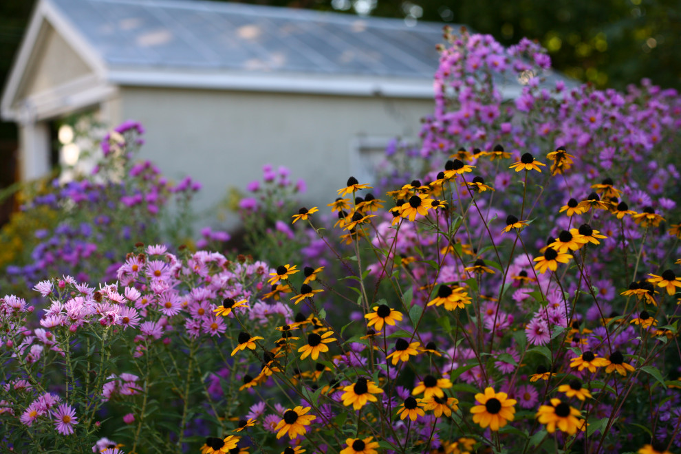 Immagine di un giardino esposto in pieno sole dietro casa in estate
