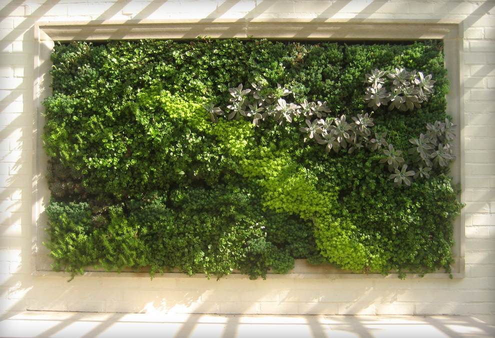 Imagen de jardín actual con jardín vertical