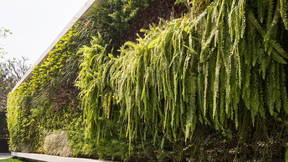 マイアミにあるラグジュアリーな広いモダンスタイルのおしゃれな庭 (壁面緑化、日向) の写真