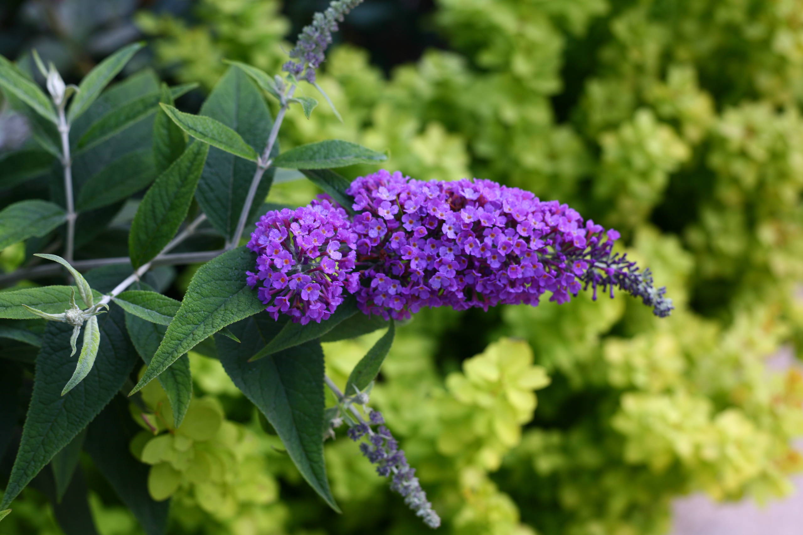 How To Prune And Look After Buddleja Houzz Uk