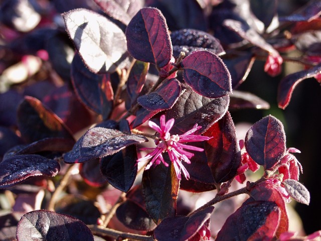 Loropetalum Chinense Var Rubrum Hines Purple Leaf Red Fringe Flower Klassisch Garten Santa Barbara Von San Marcos Growers Houzz