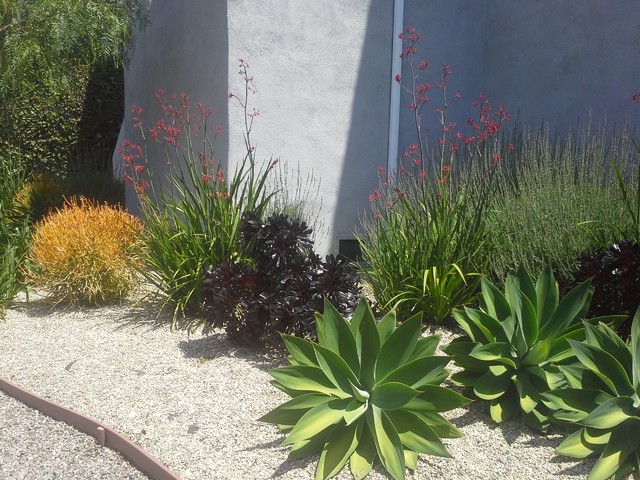 los-angeles-drought-tolerant-garden-contemporary-garden-los