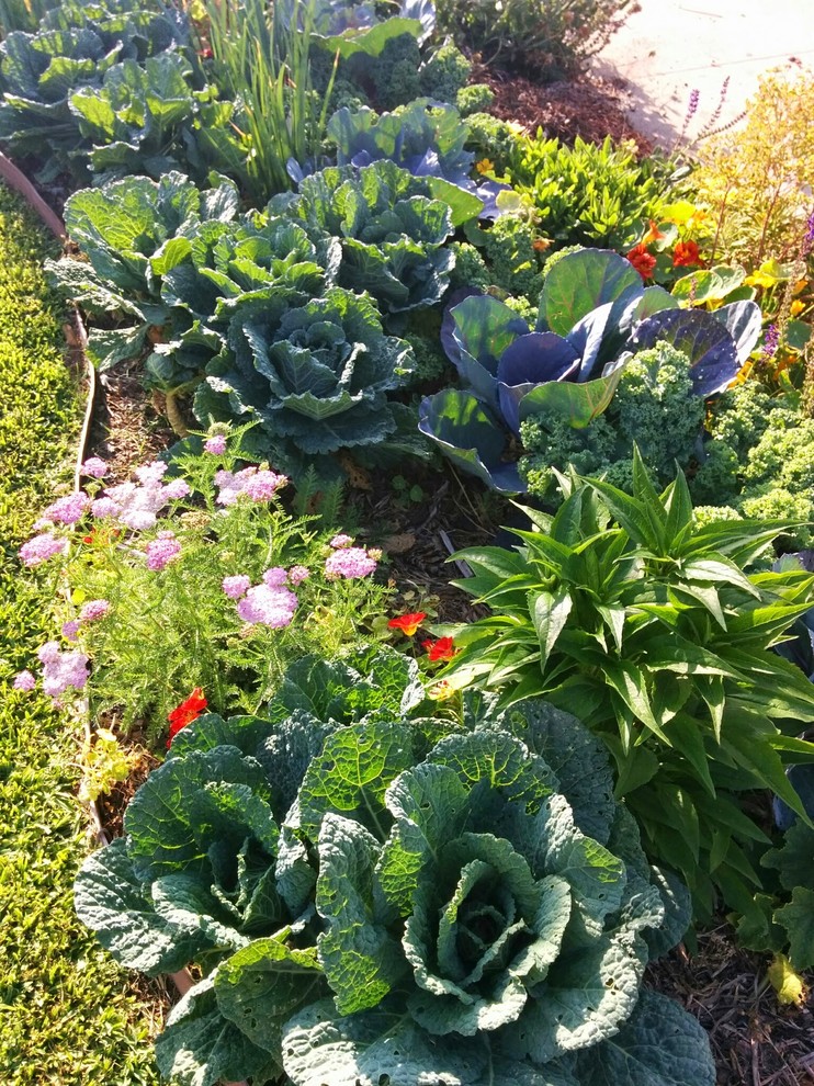 Idee per un piccolo orto in giardino classico esposto in pieno sole davanti casa in estate