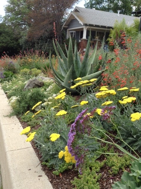 Стильный дизайн: солнечный засухоустойчивый сад среднего размера на переднем дворе в стиле кантри с хорошей освещенностью и мульчированием - последний тренд